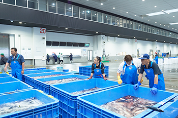 圧倒的な魚種の豊かさを誇る石巻市水産物地方卸売市場。 圧倒的な魚種の豊かさを誇る石巻市水産物地方卸売市場。